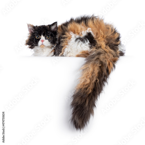 Obraz na plátně Cute and excellent tortie Selkirk Rex cat, laying close to backwards on edge