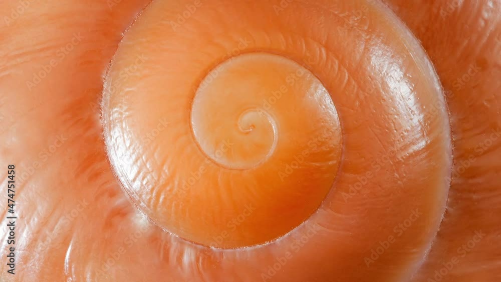 Snail shell spiral close-up, rotating, macro, top view. Snail shell spiral close-up, rotating, macro, top view.