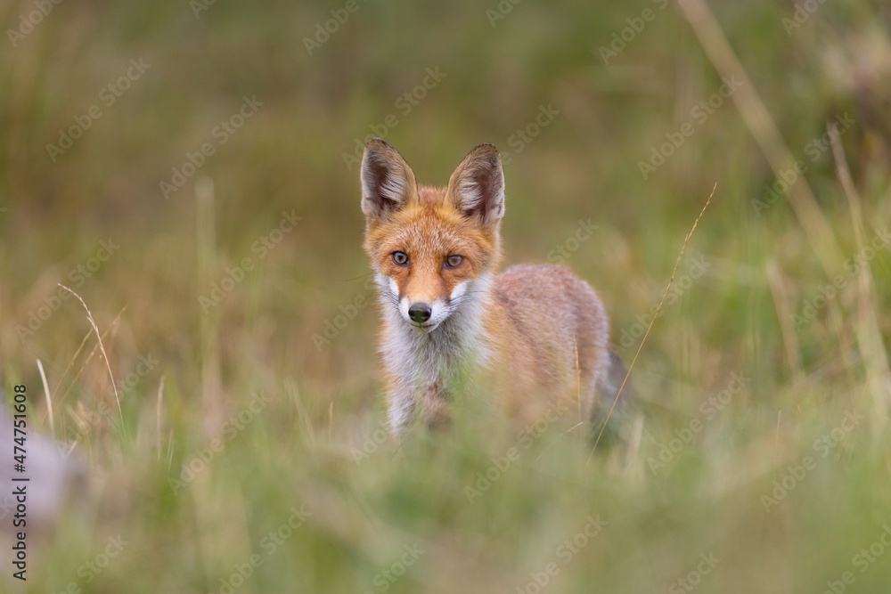 Fototapeta premium Wild European Red Fox (Vulpes vulpes) on meadow. wildlife.