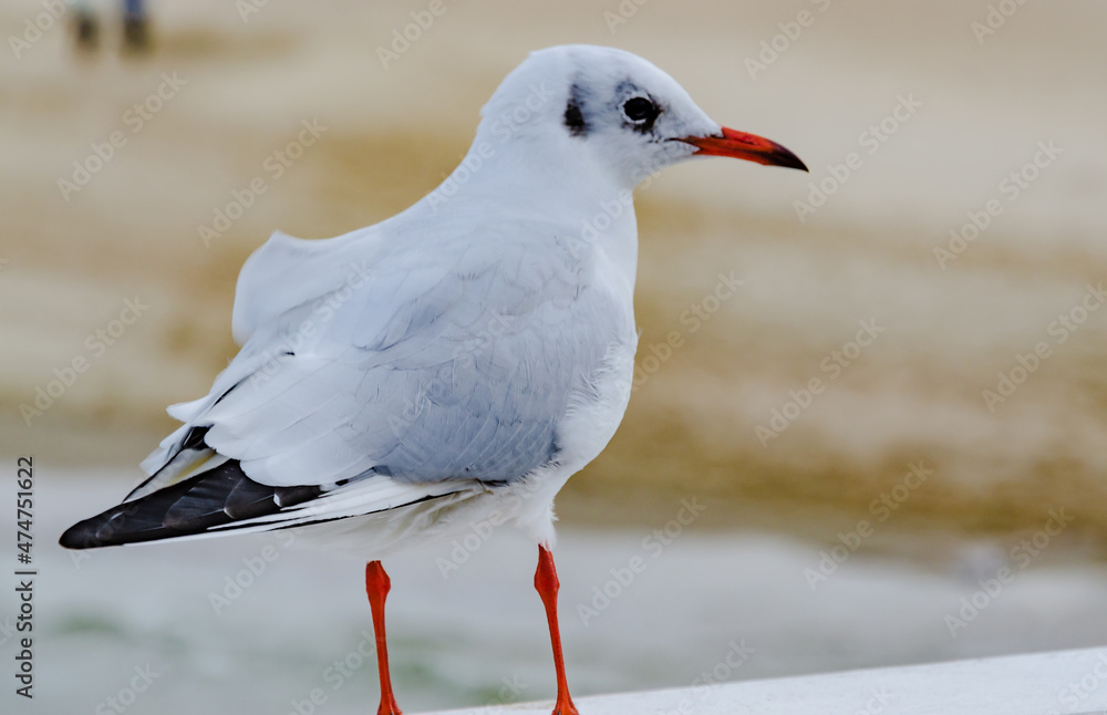 Obraz premium seagull on the beach