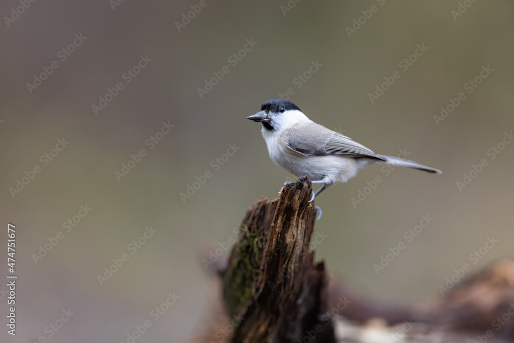 The marsh tit (Poecile palustris) sitting on the branch. Winter time. Wildlife. The marsh tit (Poecile palustris) sitting on the branch. Winter time. Wildlife.