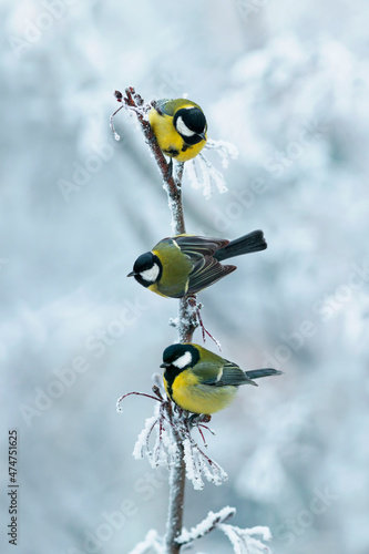vertical background with three beautiful chickadee birds sitting on snow-cove...