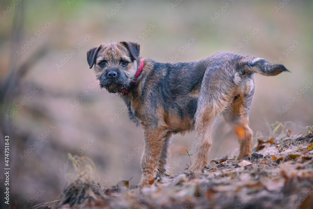 Cute little Border terrier puppy. Little dog in the forest - obrazy, fototapety, plakaty 
