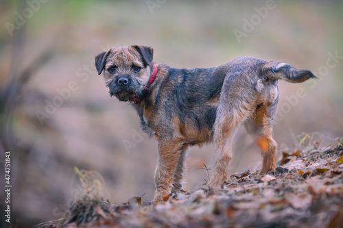 Fotografie Cute little Border terrier puppy. Little dog in the forest