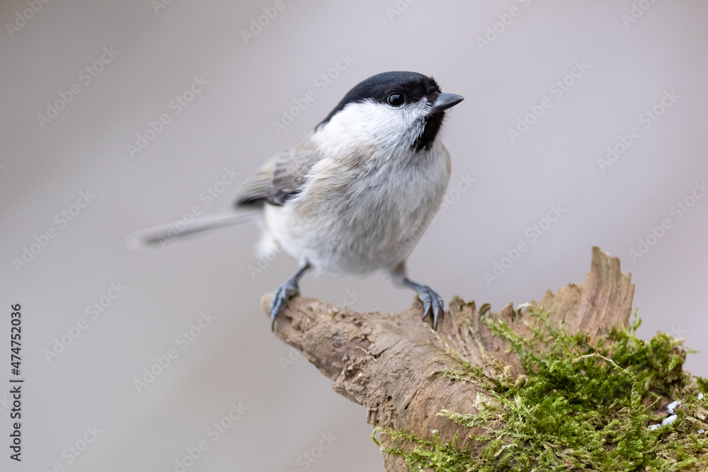 Obraz premium The marsh tit (Poecile palustris) sitting on the branch. Winter time. Wildlife.