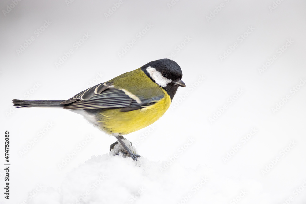 The Blue tit (Parus Major) sitting on branch. wildlife The Blue tit (Parus Major) sitting on branch. wildlife