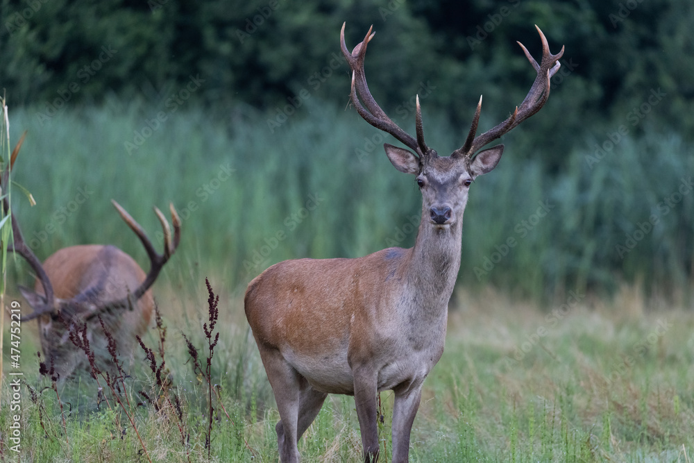Naklejka premium Red Deer male (Cervus elaphus) on pasture in a meadow . Wildlife scenery