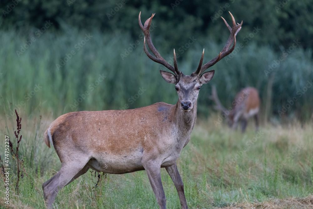 Fototapeta premium Red Deer male (Cervus elaphus) on pasture in a meadow . Wildlife scenery