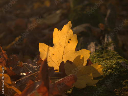autumn forest leaf