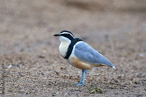 Egyptian plover (Pluvianus aegyptius) photo