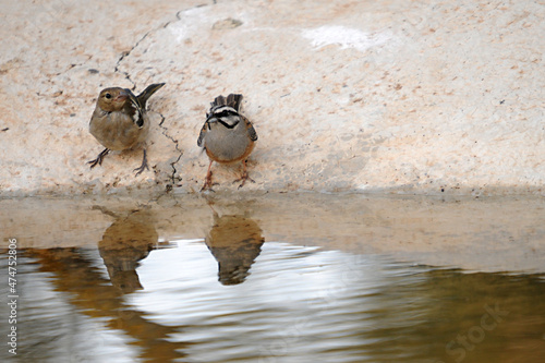 Emberiza cia - The mountain bunting is a species of passerine bird of the scribal family. photo