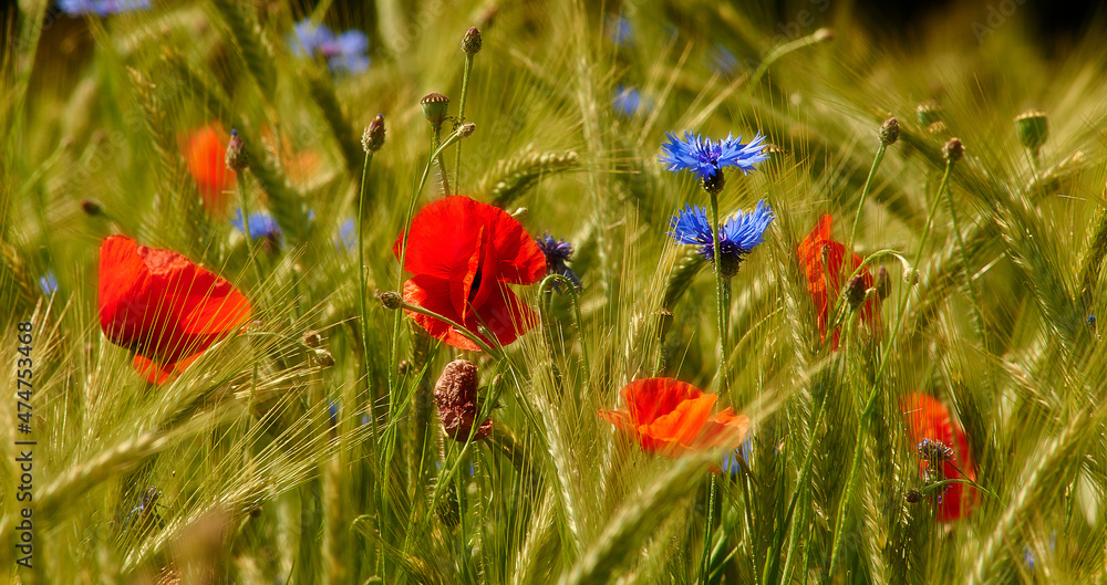 Obraz premium Blumenwiese