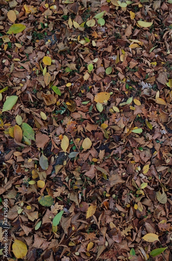 background of yellow autumn leaves background of yellow autumn leaves