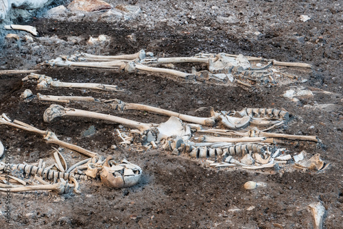 Skeleton in a mass grave photo