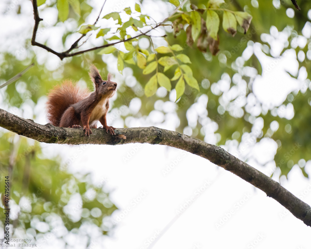 Red squirrel on tree Red squirrel on tree