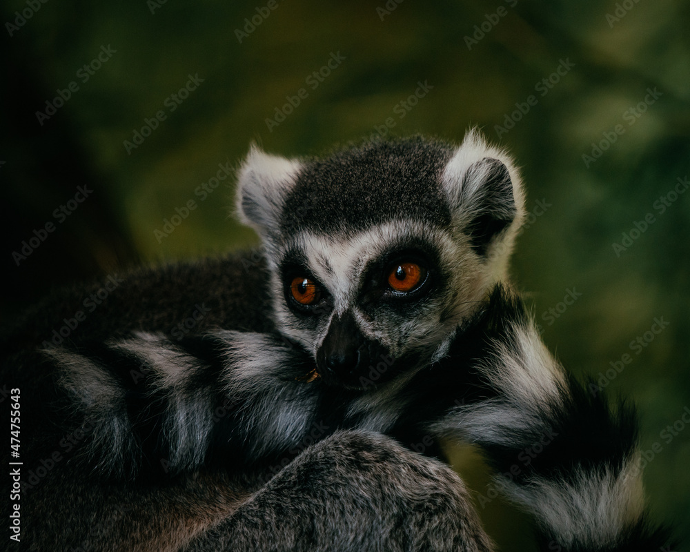 Fototapeta premium Lemur portrait