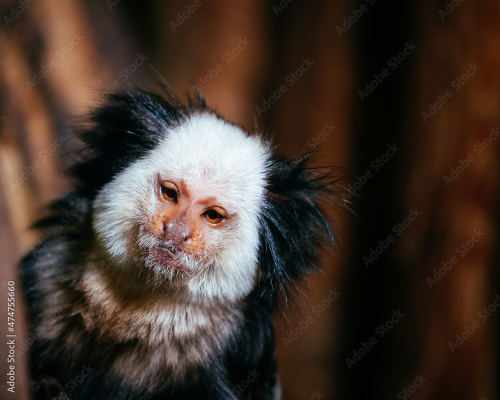 Marmoset monkey Marmoset monkey