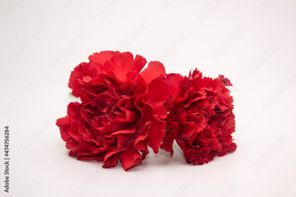red carnation flower red carnation flower