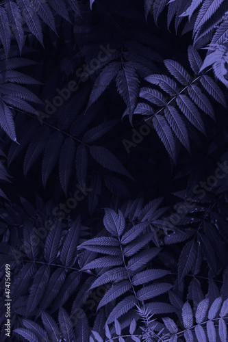 Nature background with leaves purple toned  