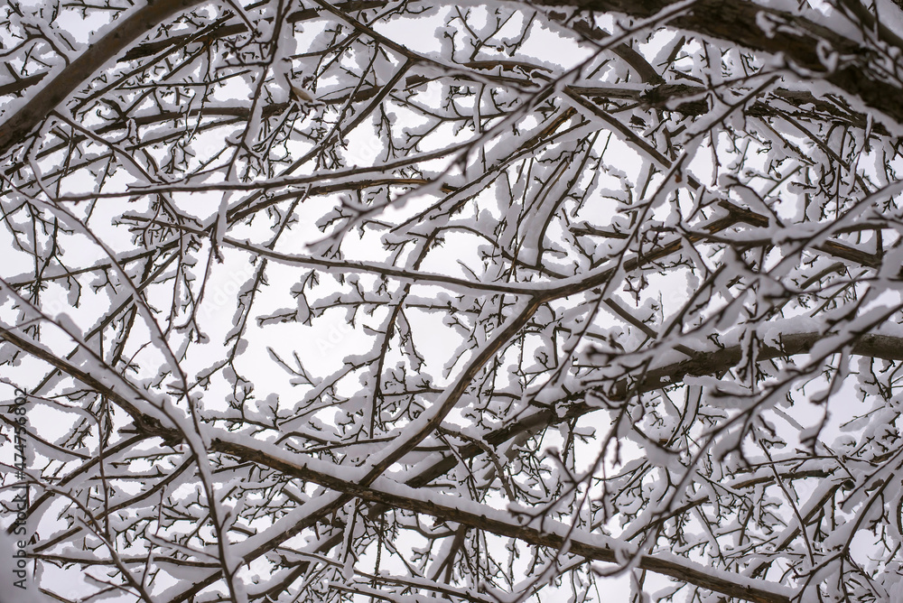 Snow-covered branches in the winter garden Snow-covered branches in the winter garden