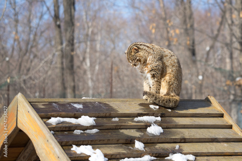 Sad wild far eastern forest cat or amur leopard cat with a bowed head sits on a wooden roof of a house in winter photo