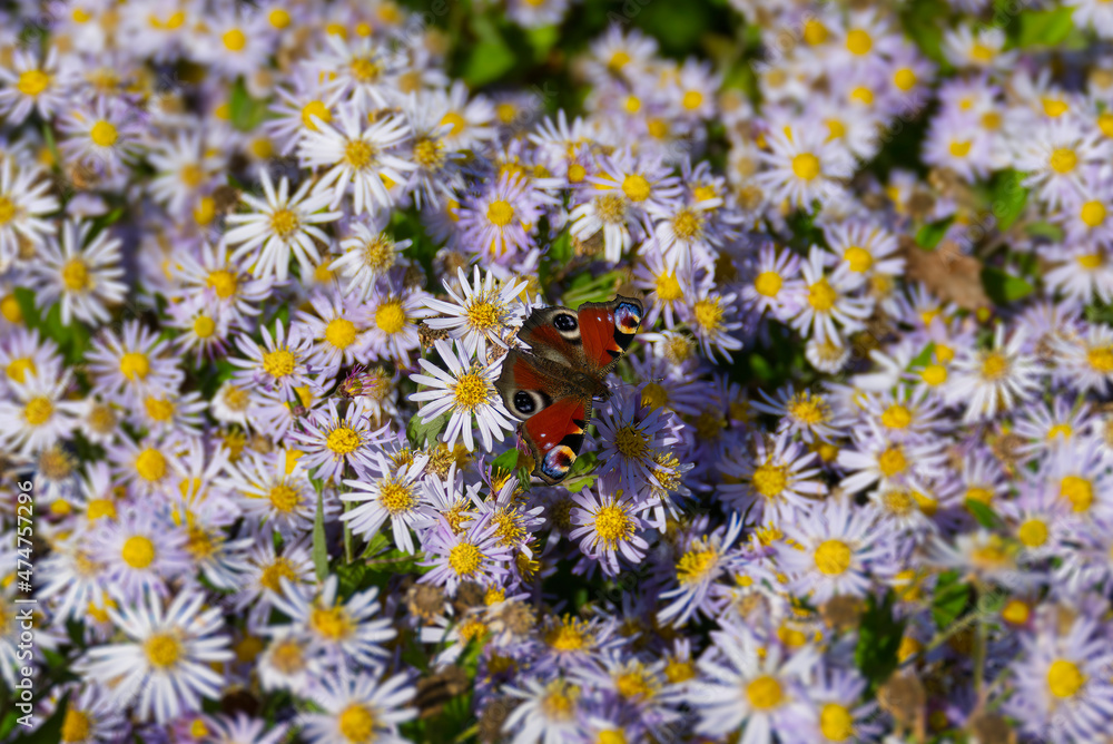 European peacock butterfly (Aglais io) sitting on Spanish Daisy in Zurich, Switzerland European peacock butterfly (Aglais io) sitting on Spanish Daisy in Zurich, Switzerland