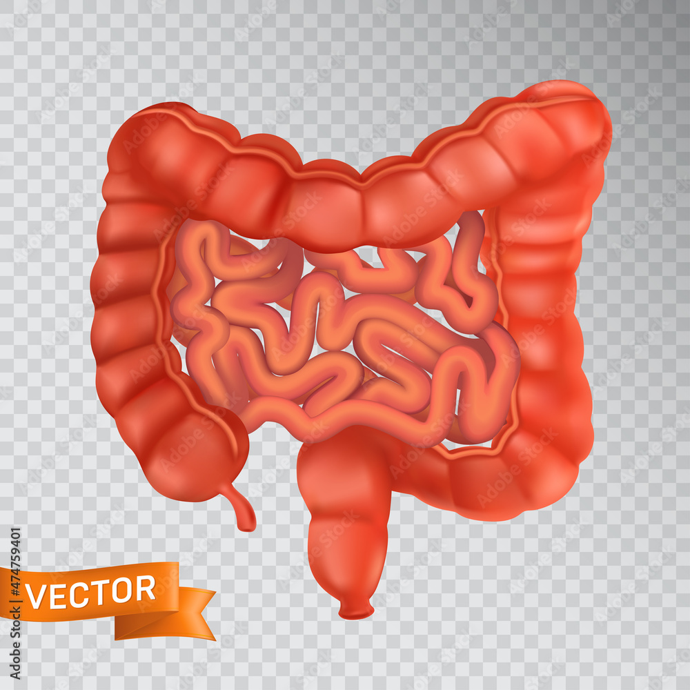 Large and small intestines close-up, front view. Medical concept of a healthy internal organ. 3D vector illustration of a human digestive system structure isolated on a transparent background Large and small intestines close-up, front view. Medical concept of a healthy internal organ. 3D vector illustration of a human digestive system structure isolated on a transparent background