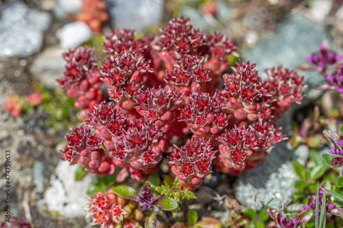 Red Stonecrops in Hohe Tauern National Park, Austrian Alps