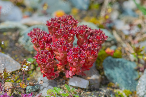 Red Stonecrops in Hohe Tauern National Park, Austrian Alps