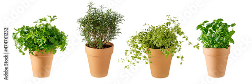 Foto Potted aromatic food herbs collection for garden or home