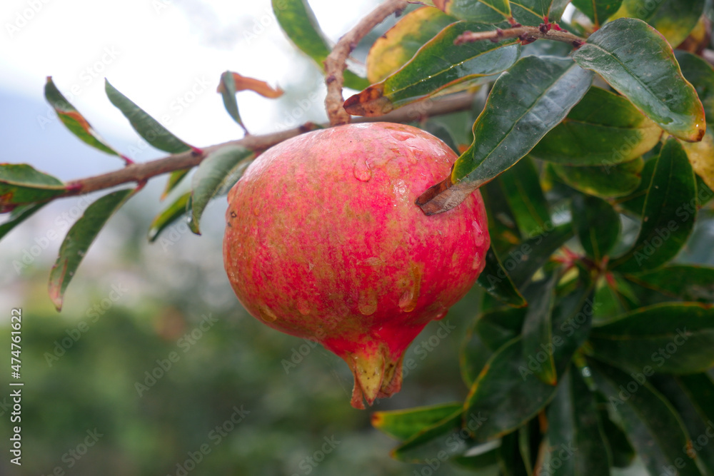 pomegranate on a tree pomegranate on a tree