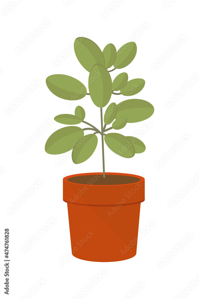Houseplant flat vector illustration. Houseplants for the interior of the office space, isolated clipart on a white background