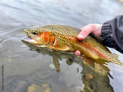 Yellowstone Cutthroat Trout