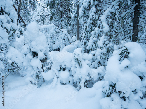 Forest covered with fresh thick snow in winter