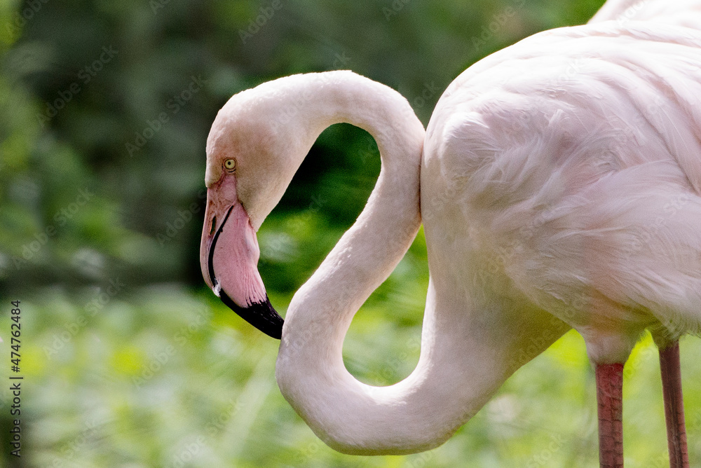 Naklejka premium flamingo