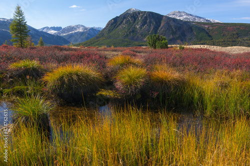 Hummocks in the swamp