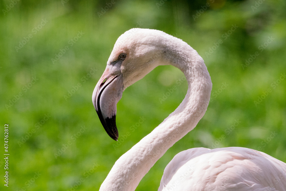 Fototapeta premium flamingo