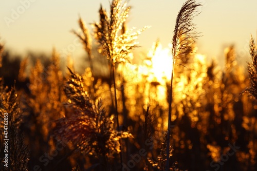 Golden reeds in sun rays at sunset