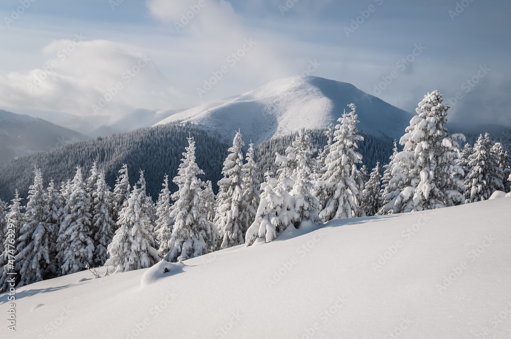 Snow-covered trees in the mountains. Frosty sunny day. Natural landscape with beautiful sky. Amazing winter background. Wonderful Christmas Scene. 
