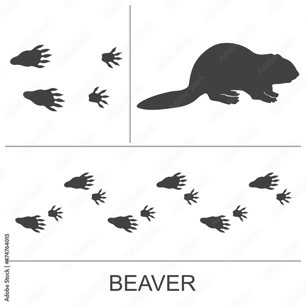 Silhouette of a beaver and prints of the hind and fore paws. Vector