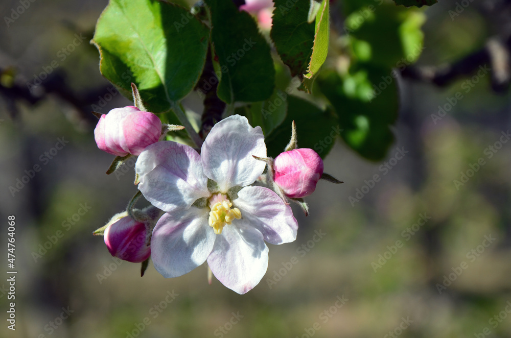 Obraz premium Apfelblüte