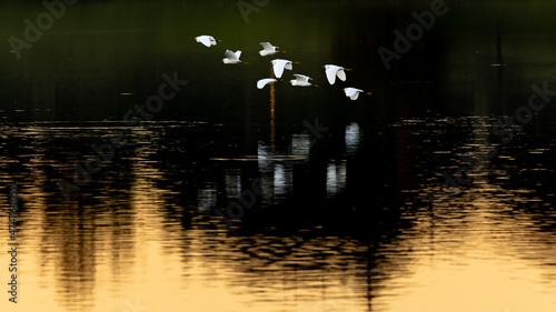 Bird reflection and low fly over the lake