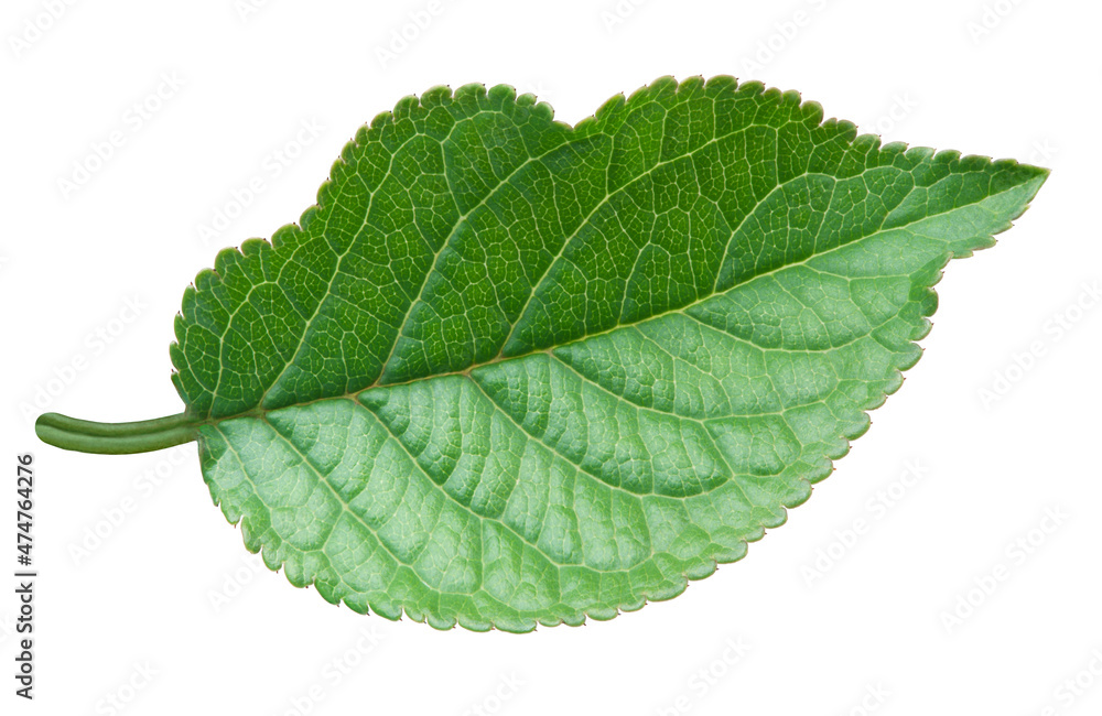 Obraz premium Apple green leaf isolated on white background