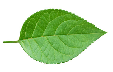 Apple green leaf isolated on white background