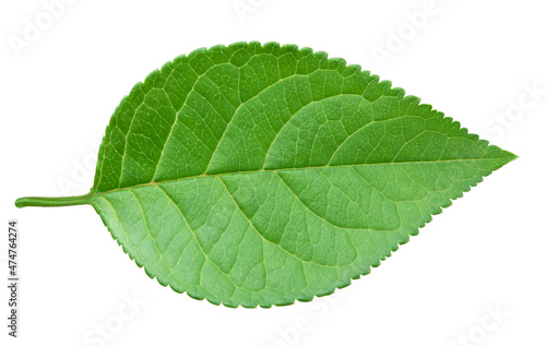 Apple green leaf isolated on white background