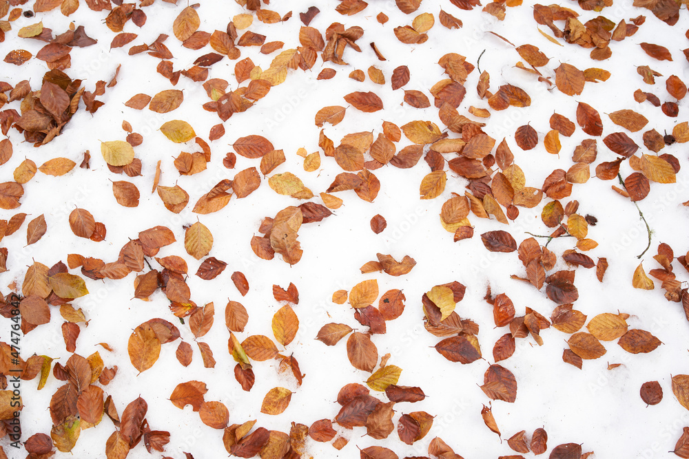 Collection of autumn leaves isolated over thin layer of snow. Ocher colors on white background. Top view, flat lay.