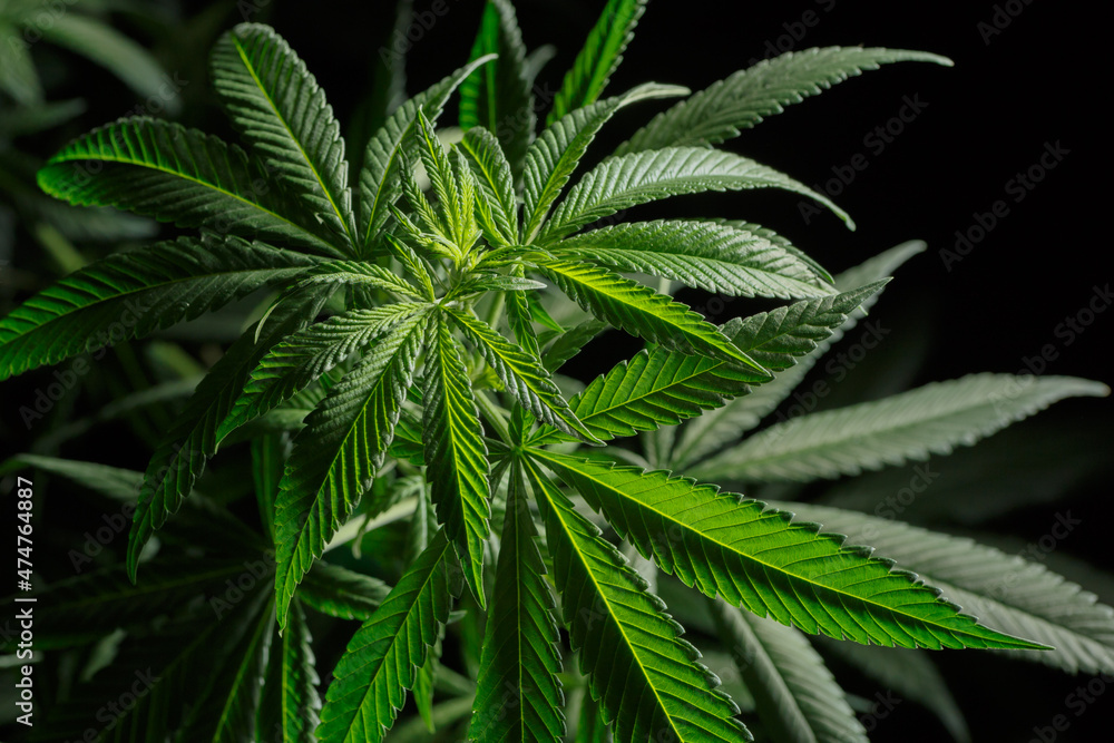 Mature marijuana plant with bud and leaves. Marijuana plant texture on an indoor cannabis farm.The concept of Indoor grow marijuana. medical marijuana concept,alternative herb medicine. Mature marijuana plant with bud and leaves. Marijuana plant texture on an indoor cannabis farm.The concept of Indoor grow marijuana. medical marijuana concept,alternative herb medicine.