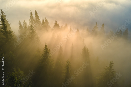 Aerial view of brightly illuminated with sunlight beams foggy dark forest with pine trees at autumn sunrise. Amazing wild woodland at misty dawn. Environment and nature protection concept © bilanol