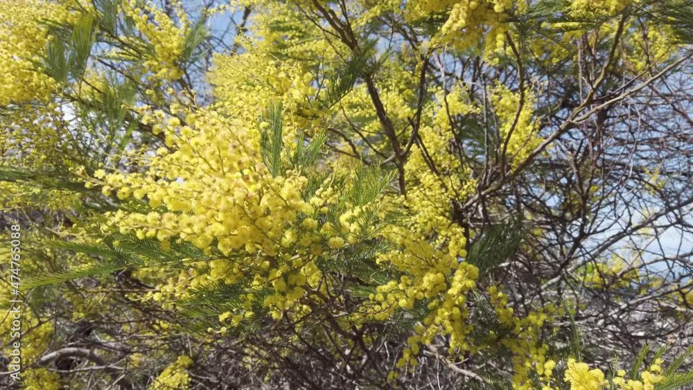 Mimosa flowers fresh background Mimosa flowers fresh background