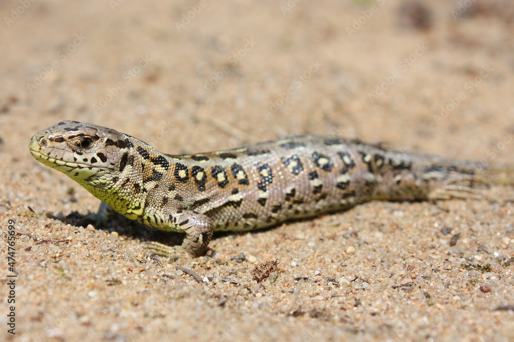 The sand lizard (Lacerta agilis) female on a sandy beach in natural habitat The sand lizard (Lacerta agilis) female on a sandy beach in natural habitat